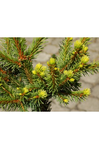 Ялина європейська Голд Наггет хвоя